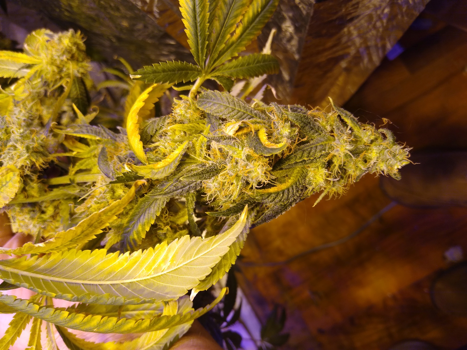 GDP 1st grow no Ca.jpg