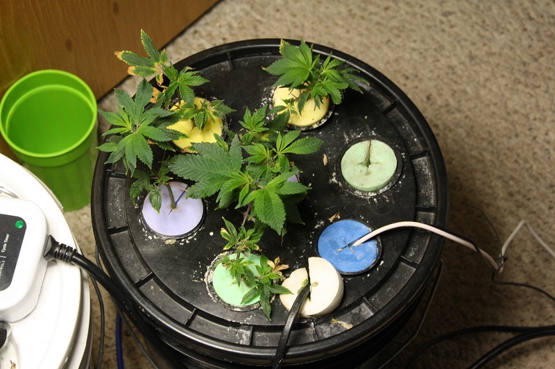 gg4 dough g run gg4 clones 1 - Copy.jpg