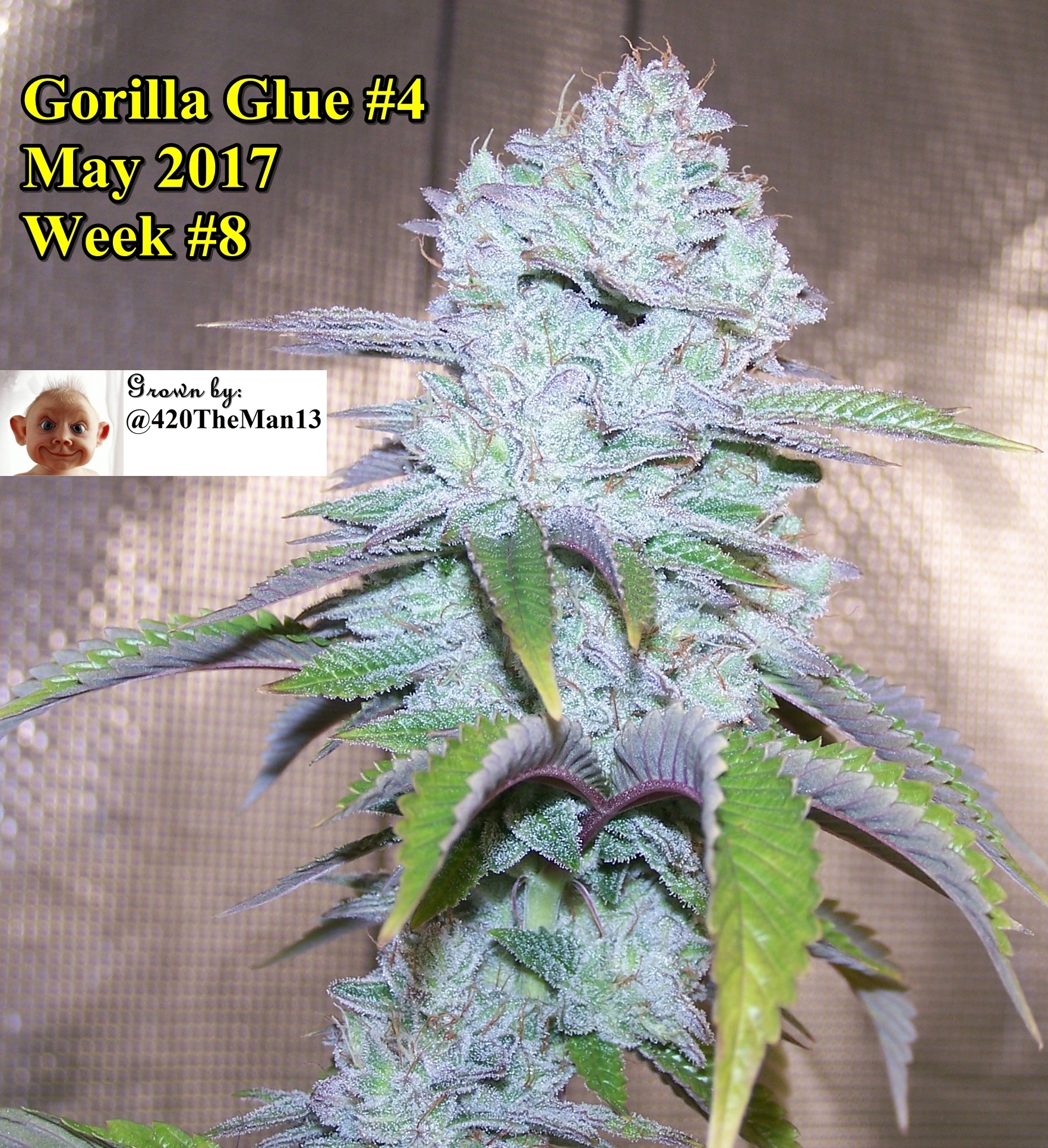 GG4 wk8 May 2017 by TM13.jpg