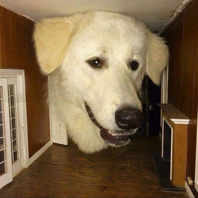 giant dog head.jpg