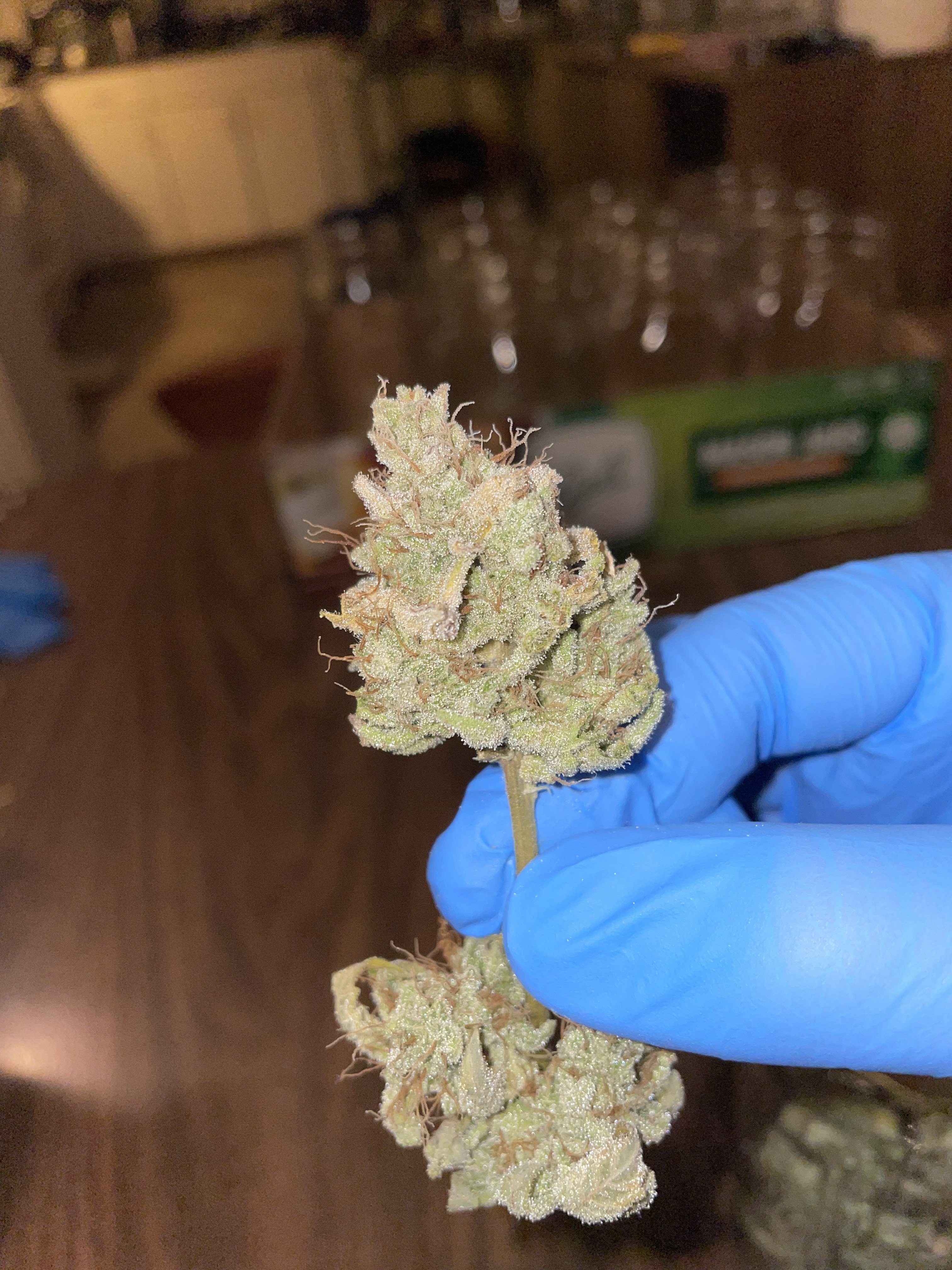 glue bud.jpg