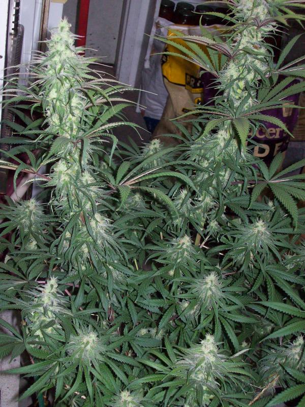 GMG A LED GROW (3).JPG