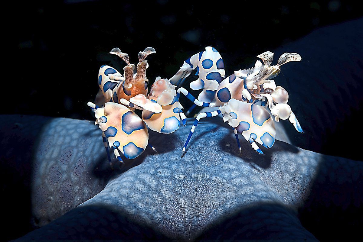 GOLDAdriano-MorettinHarlequin-shrimps.jpg