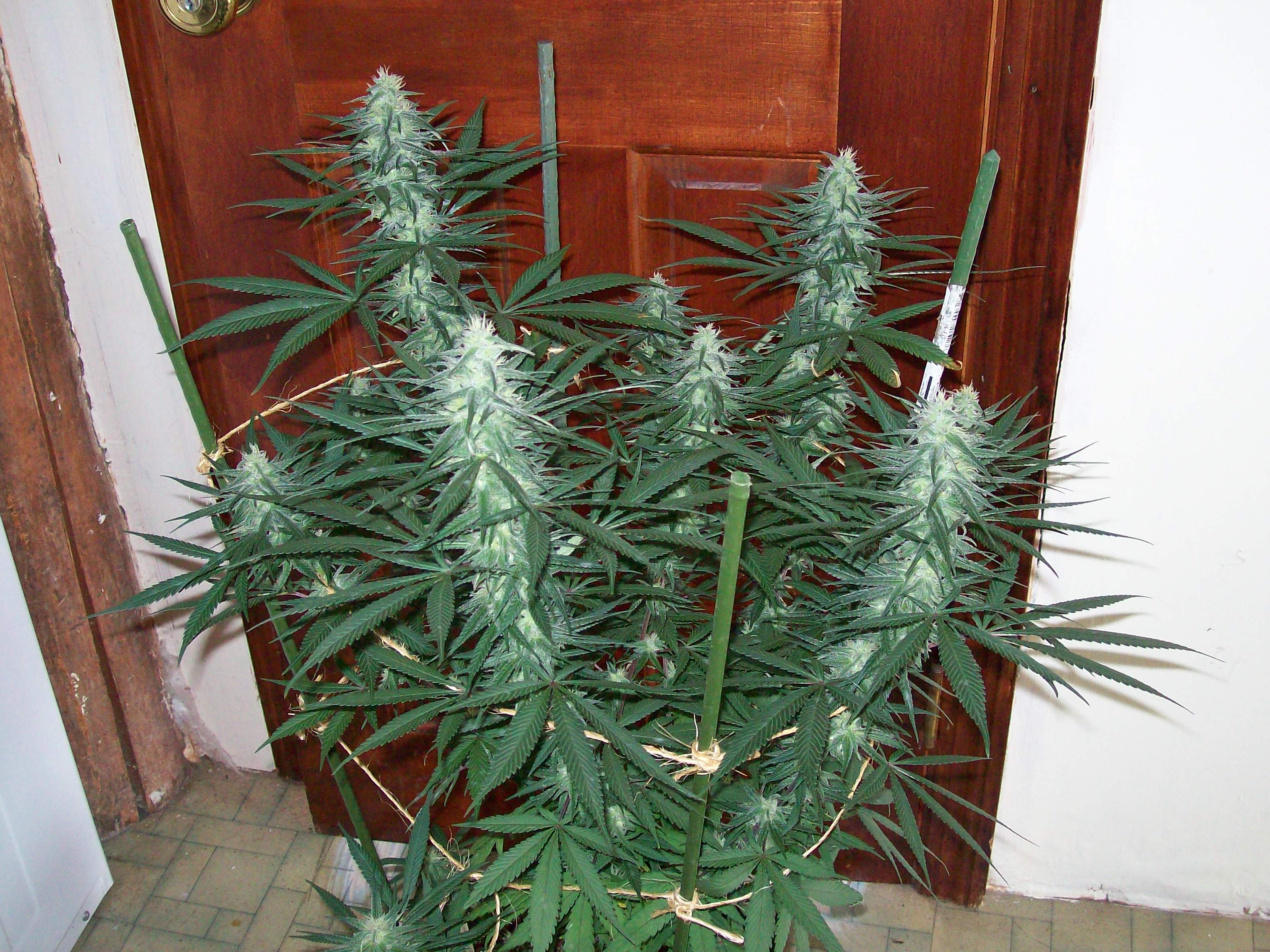 GRAPE #3 FEM SEEDS 002.JPG