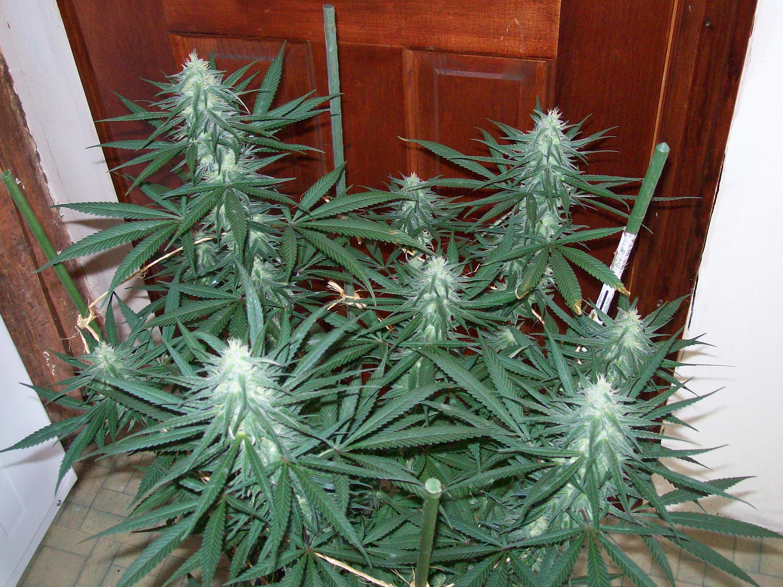 GRAPE #3 FEM SEEDS 003.JPG