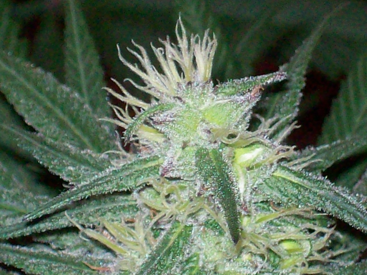 GRAPE #3 FEM SEEDS 013.JPG