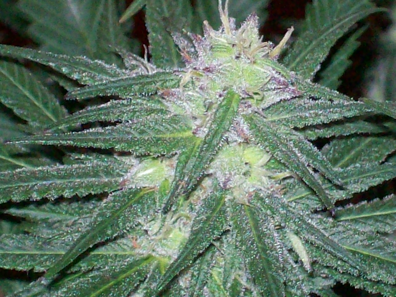 GRAPE #3 FEM SEEDS 017.JPG