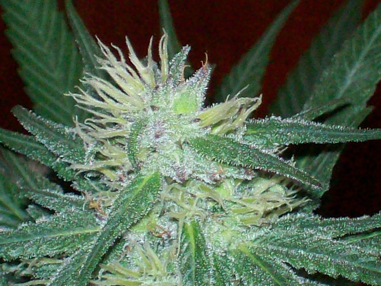 GRAPE #3 FEM SEEDS 020.JPG