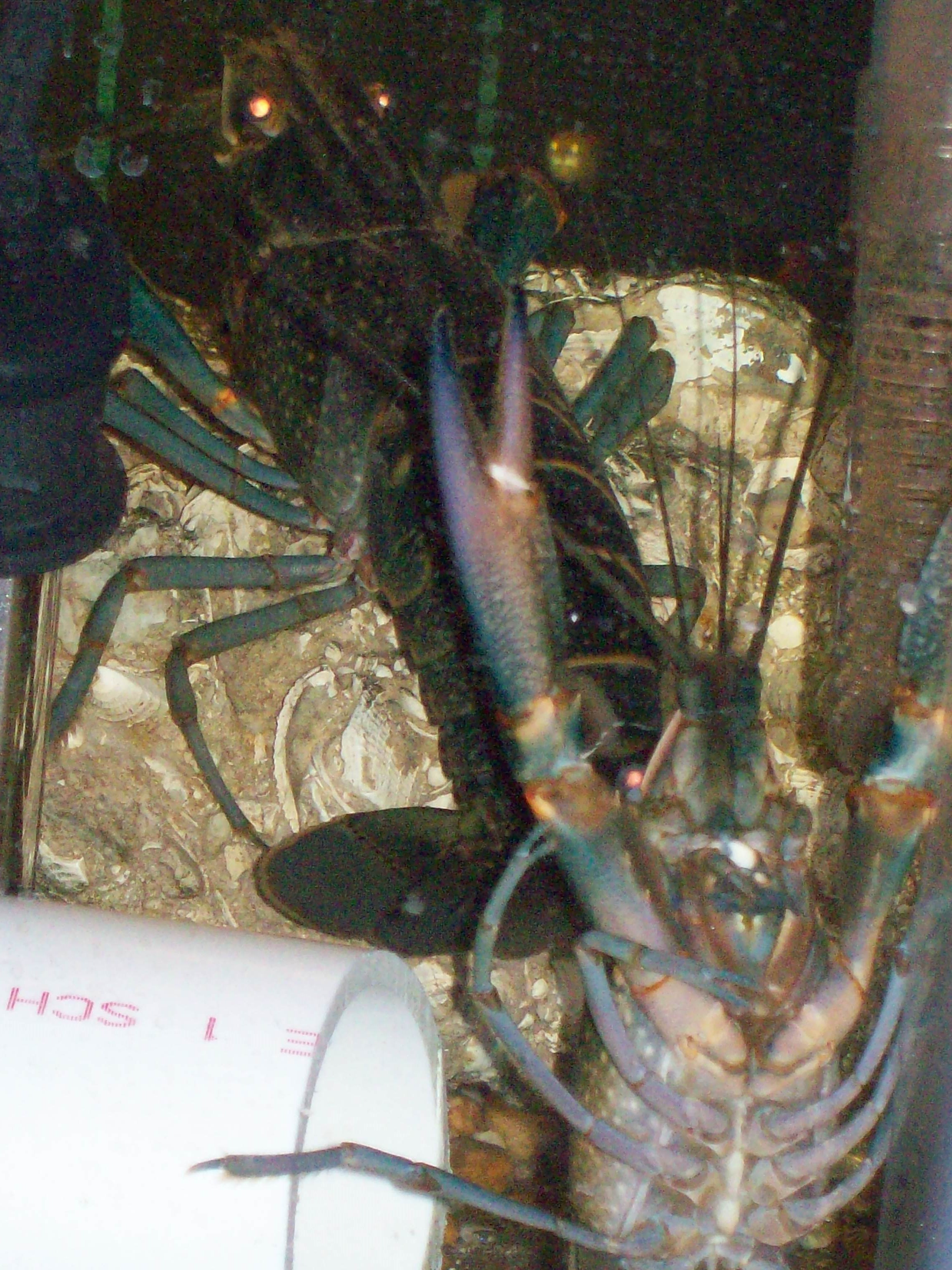 GREEN AUSTRALIAN CRAYFISH 010.JPG