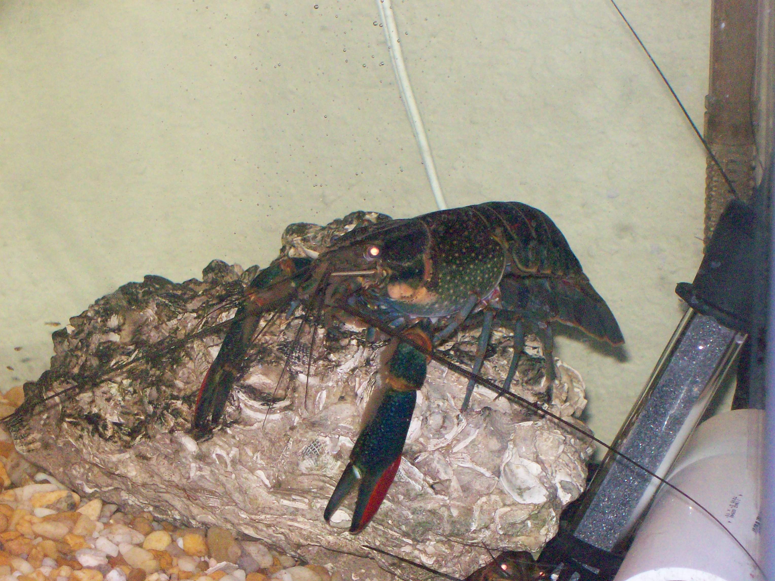 GREEN AUSTRALIAN CRAYFISH 016.JPG