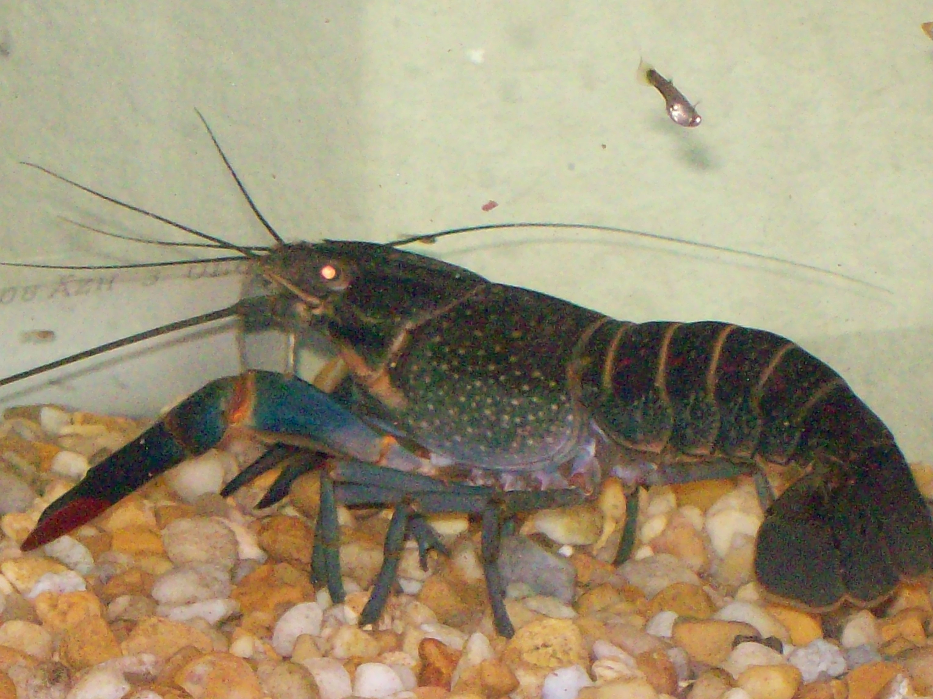 GREEN AUSTRALIAN CRAYFISH 018.JPG