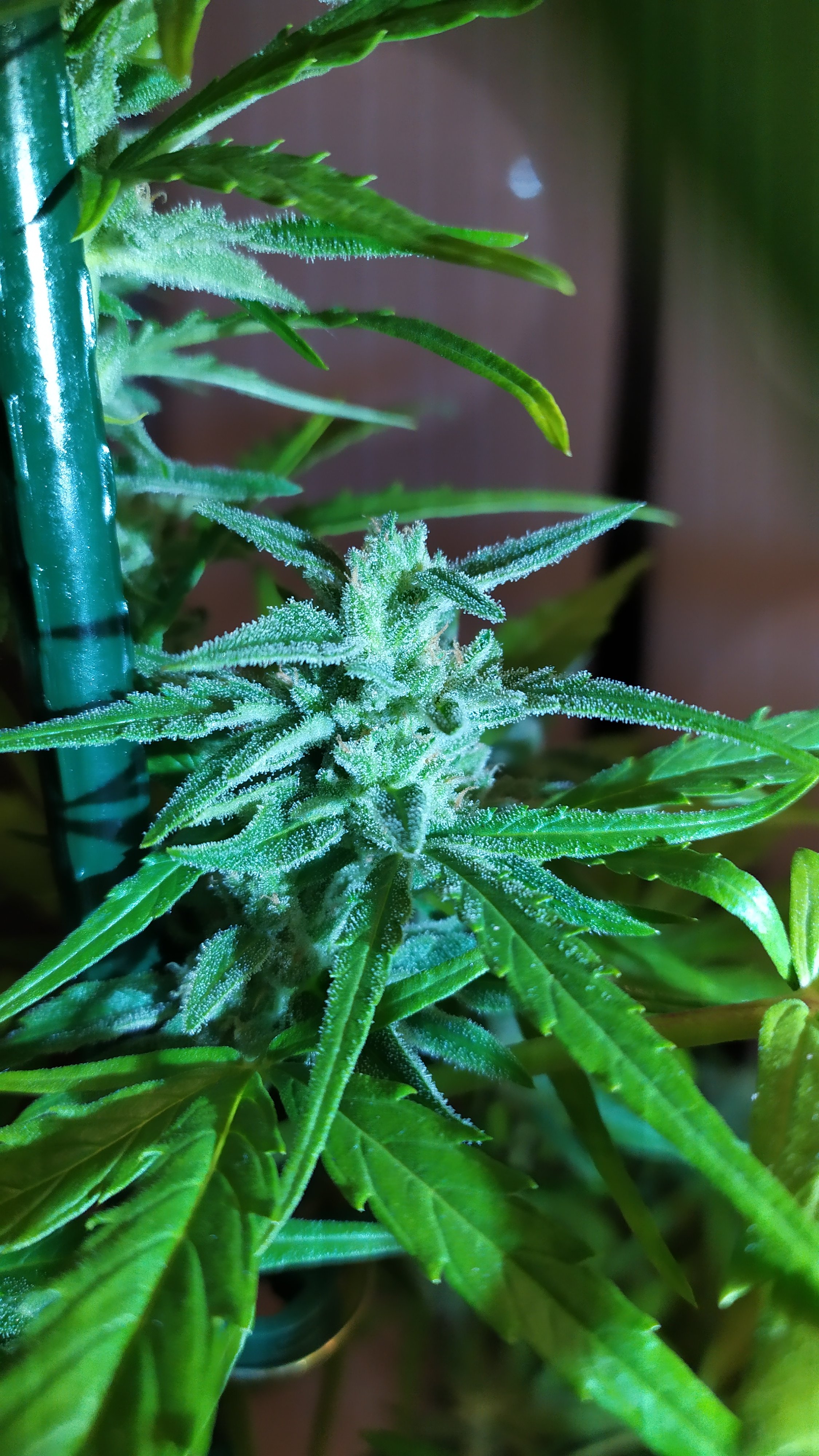 Green-Poison-XL-Auto-frosty02.jpg