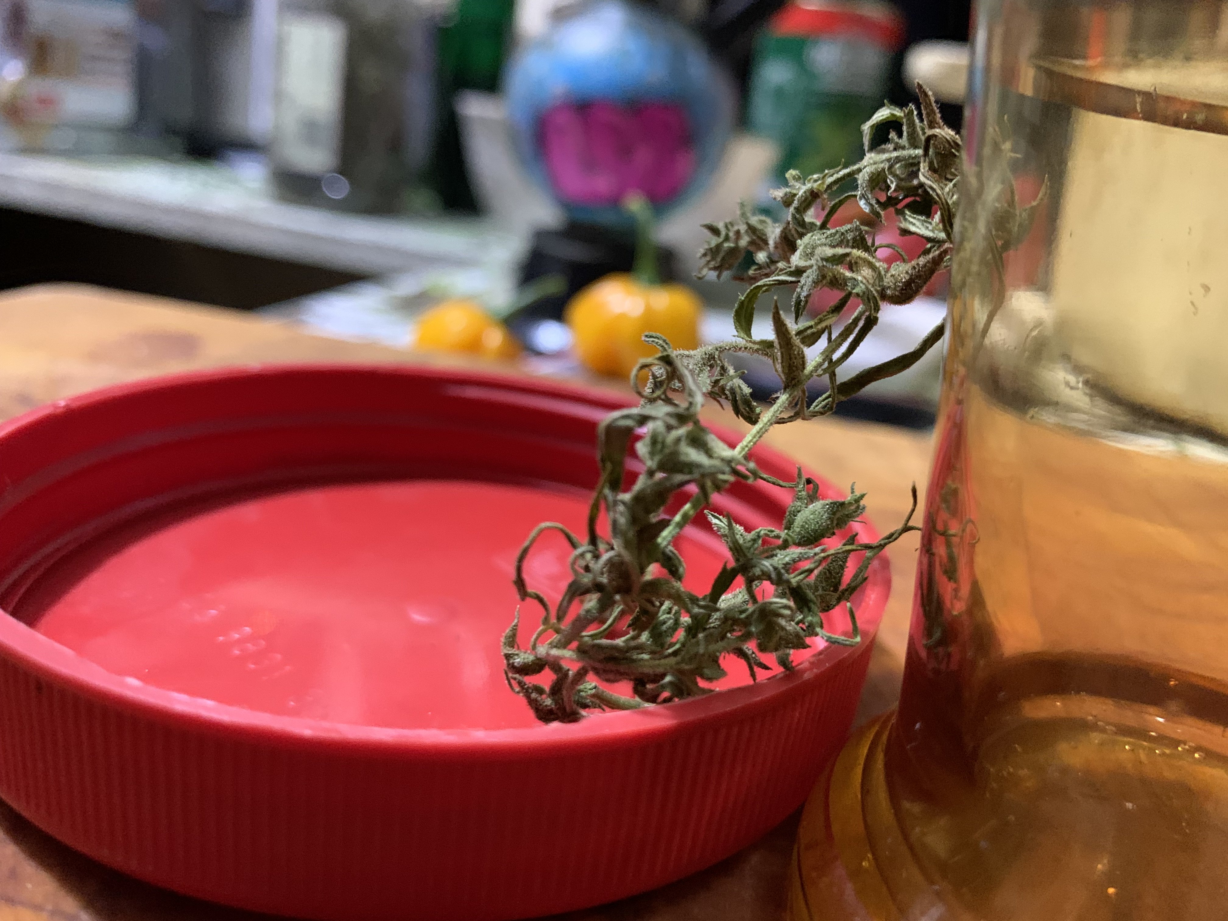 Grinner pheno dried.jpg