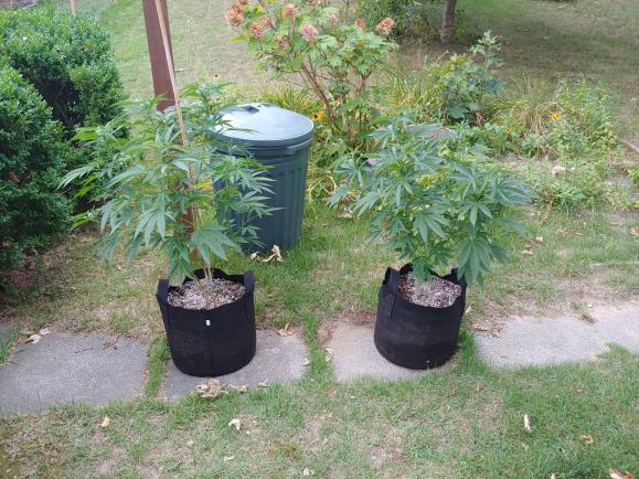 Grow 3 outdoor.jpg