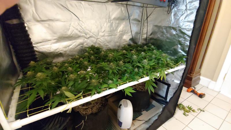 grow 3 scrog.jpg