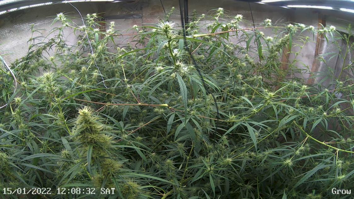 Grow CH01 at Saturday, 15. January 2022 at 12:08:33 Central European Standard Time.jpg