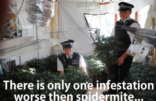 grow-room-infested-spidermite-police-768x514.jpg