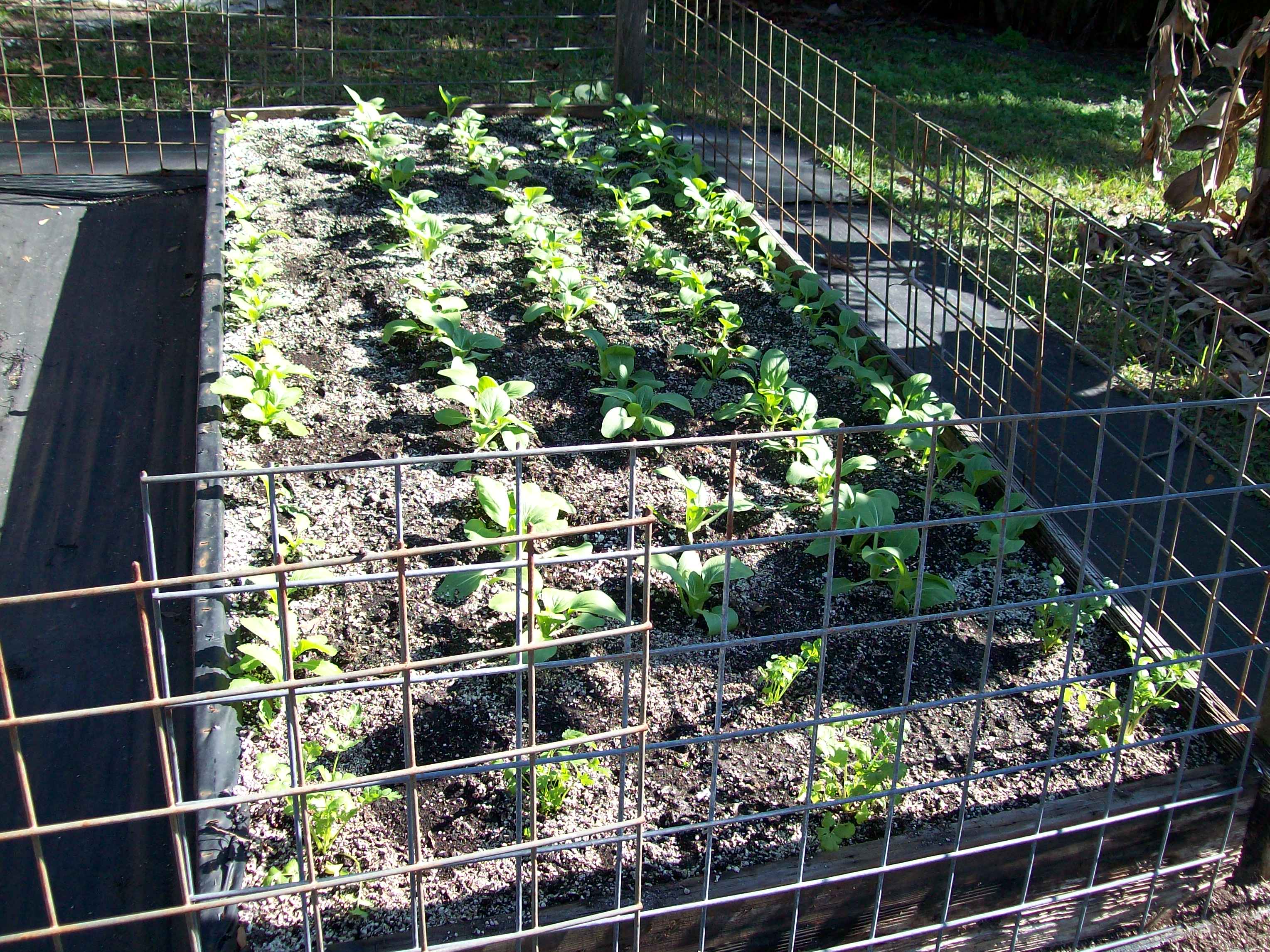 GROW YOUR OWN 2024-04-09 004.JPG