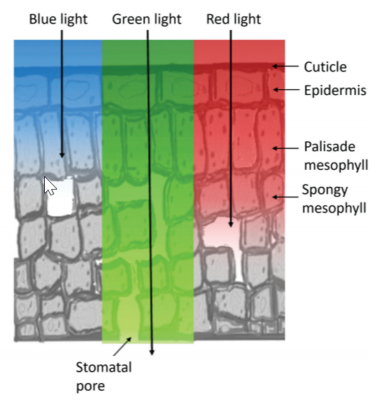 Grünes Licht Durchdringung Blatt höher als blaues und rotes Licht.png