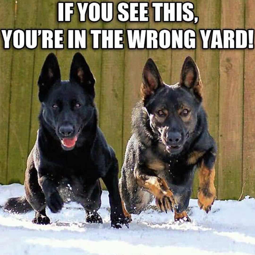 gsd bad boys.jpg