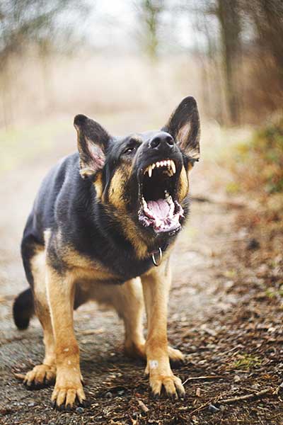 gsd with attitude.jpg