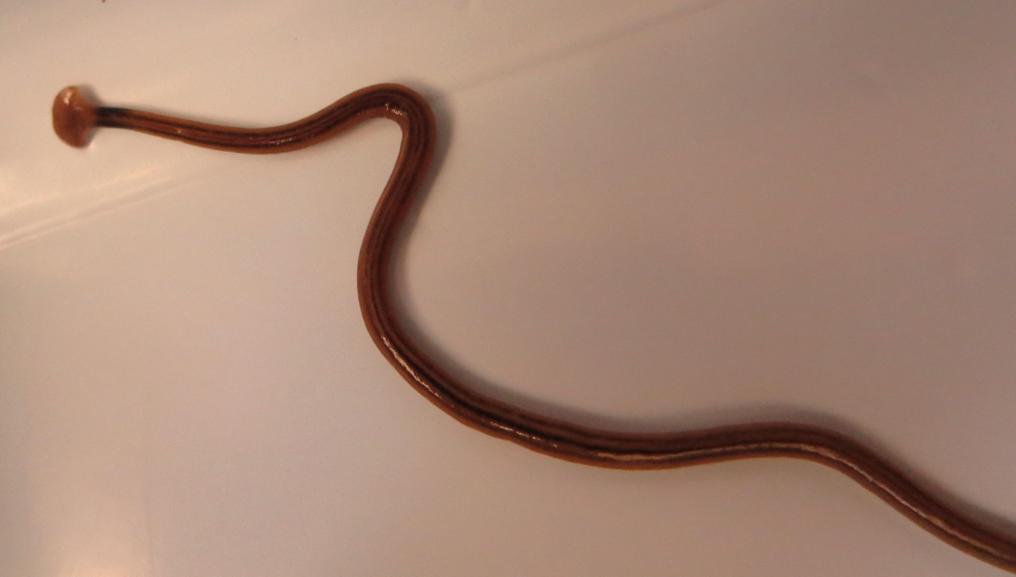 hammerhead-worm-cotton-club-2048x1165.png