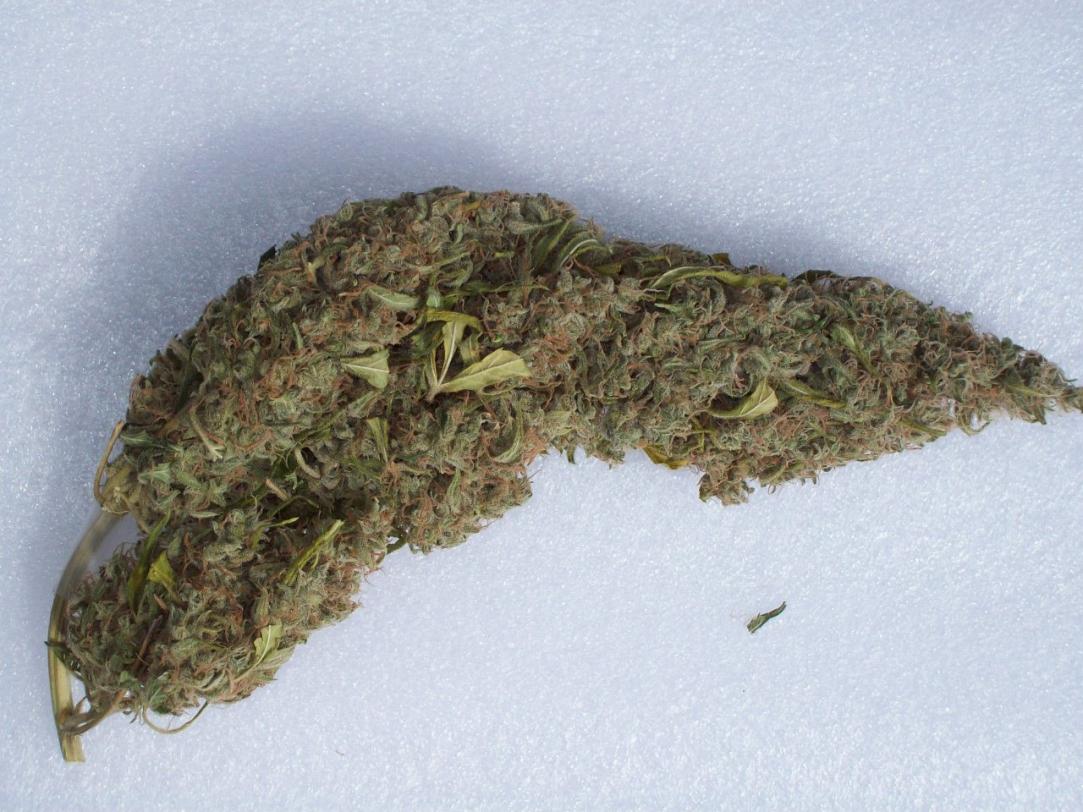 Click image for larger version  Name:	HAWAIIAN SATIVA LOAFS 016.JPG Views:	2 Size:	144.9 KB ID:	18074370