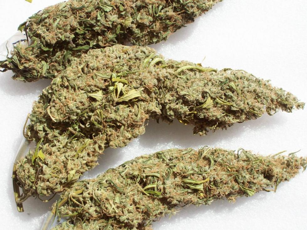 Click image for larger version  Name:	HAWAIIAN SATIVA LOAFS 013.JPG Views:	2 Size:	156.7 KB ID:	18074369