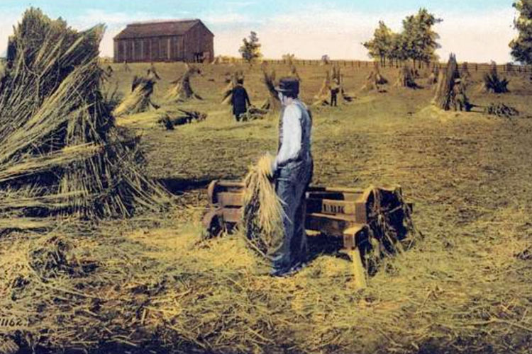 Hemp_kentucky_old_postcard.jpg