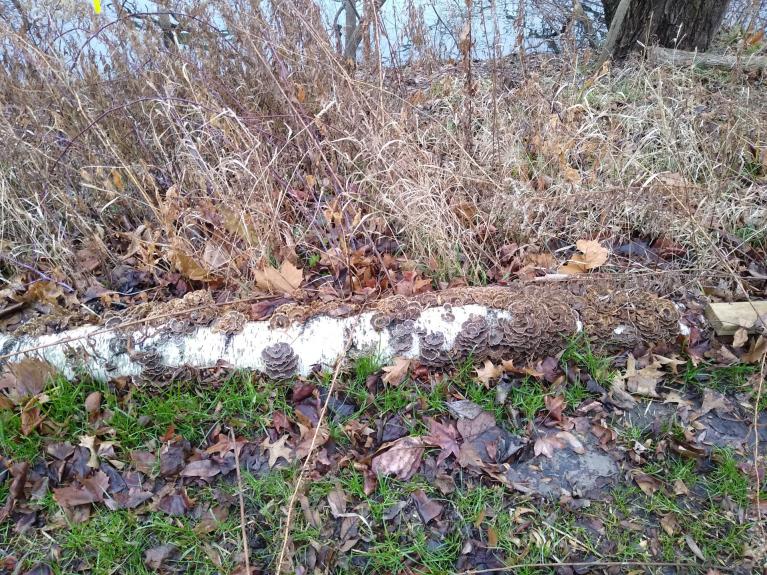 Hen of the Woods on Birch.jpg