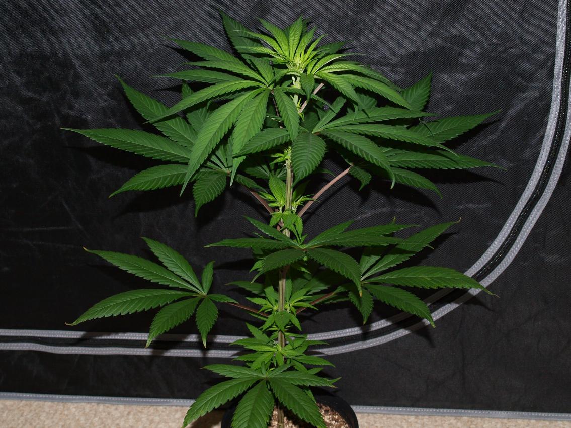 Her, 1wk flower.jpg