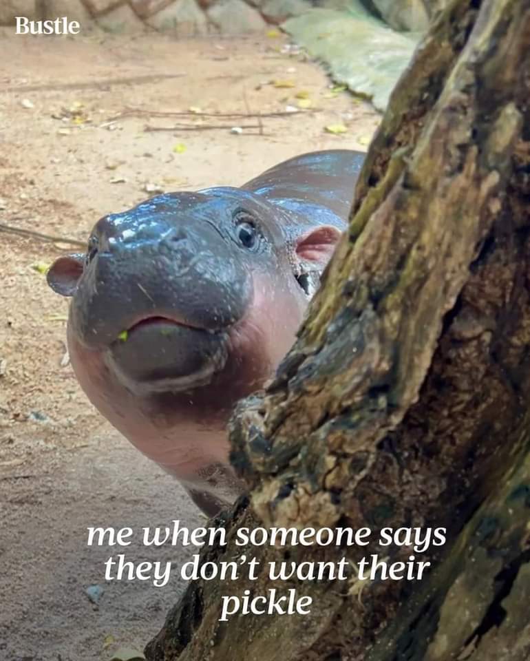 HIPPO PICKLE.jpg