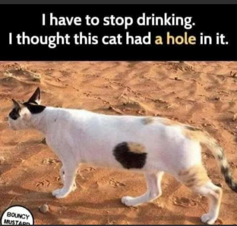 Hole in cat.jpg