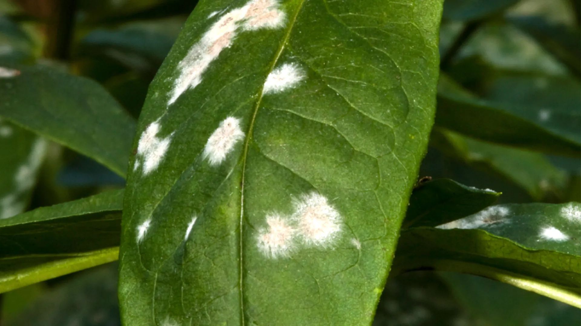 How-to-Treat-Powdery-Mildew.jpg