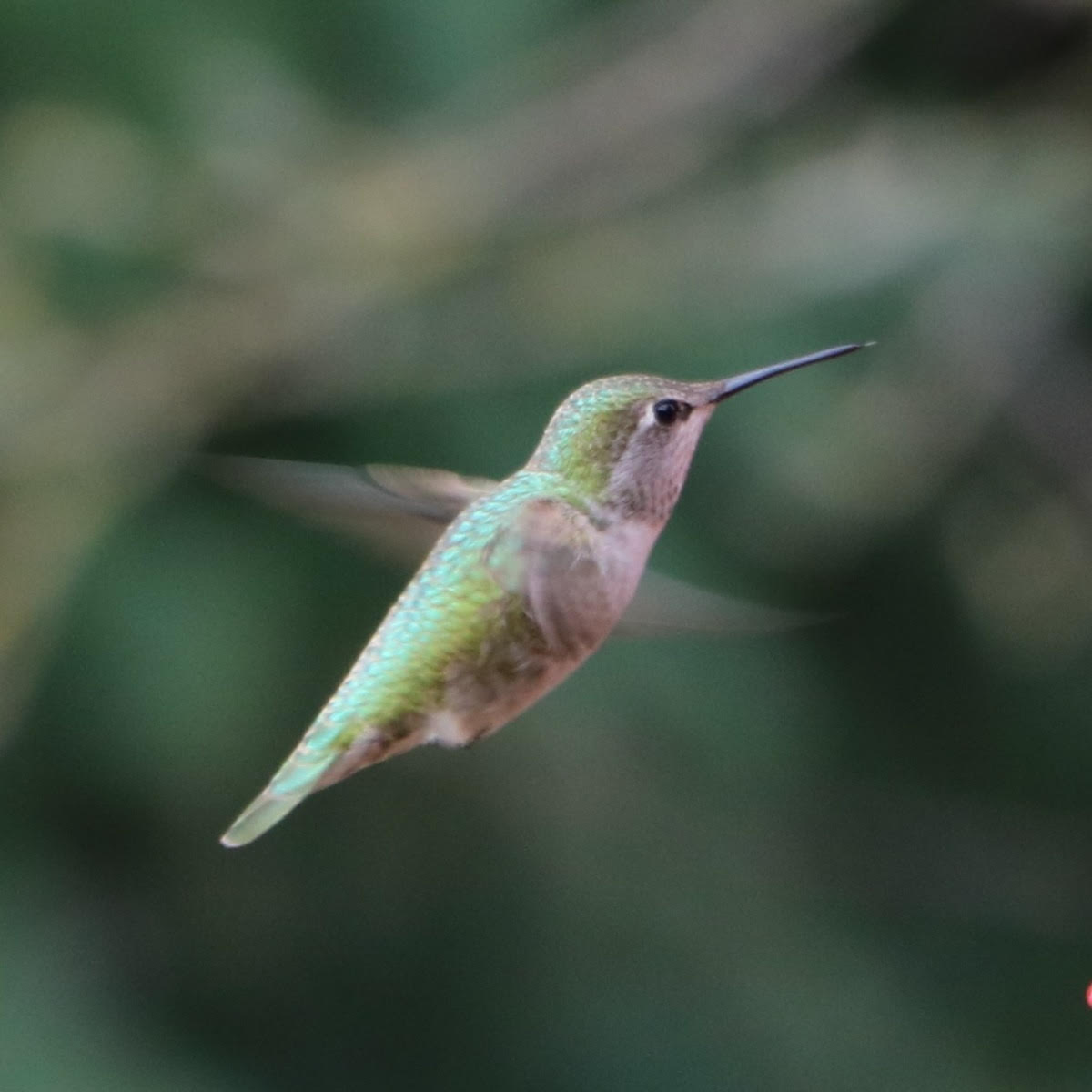 hummingbird.jpg