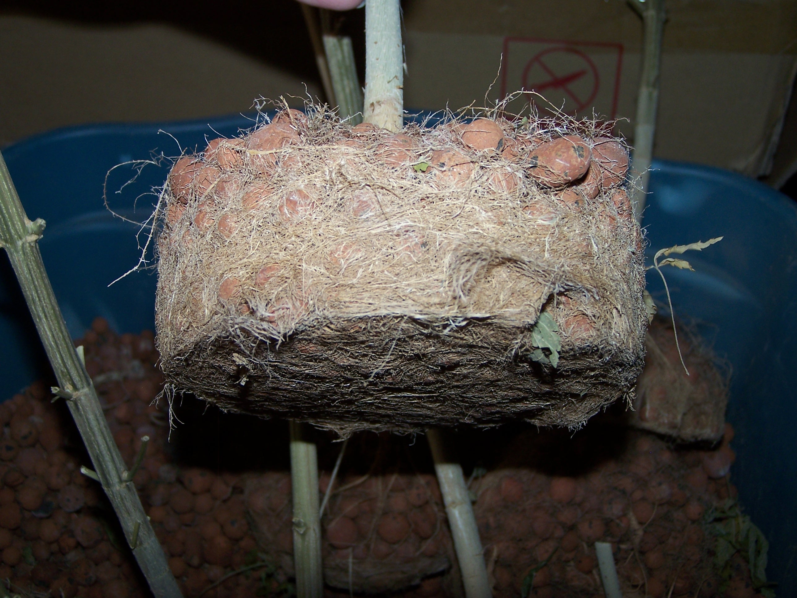 hydroton root balls 013.JPG