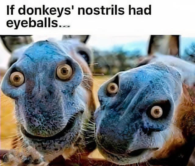 if-donkeys-nostrils-had-eyeballs.jpeg