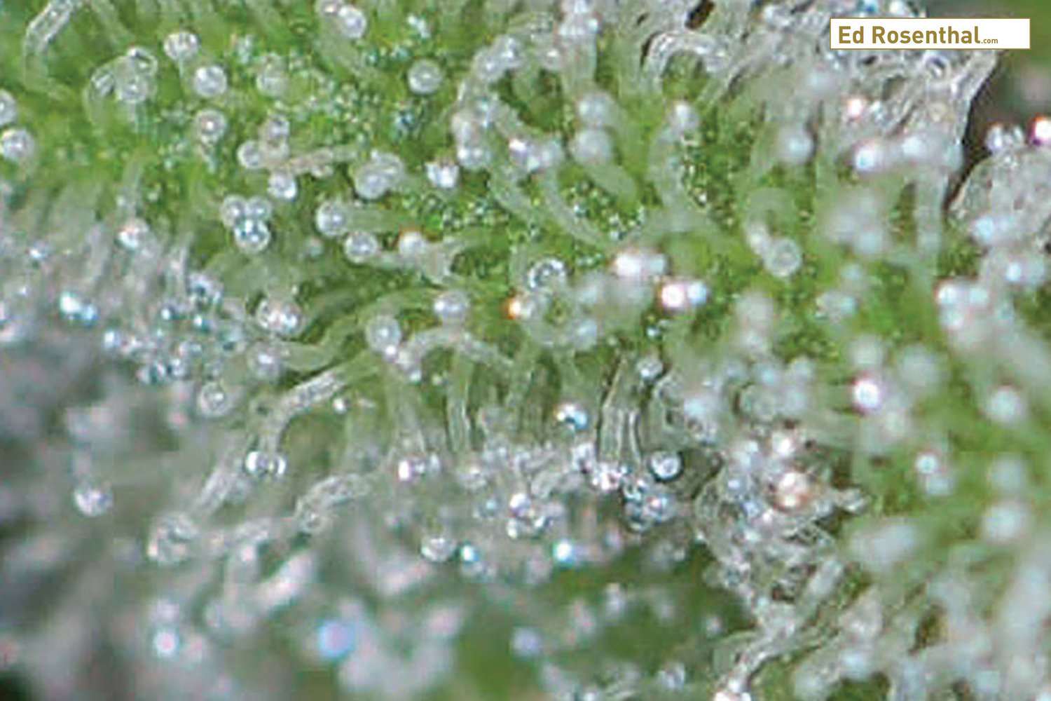 immature-cannabis-trichomes_2_ed_rosenthal.jpg