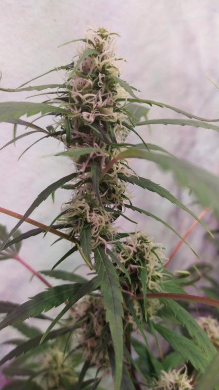 Indian skunk fem 2 (4).jpeg