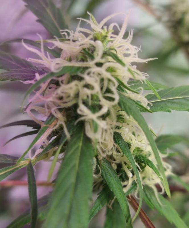 Indian skunk fem 2 (5).jpeg