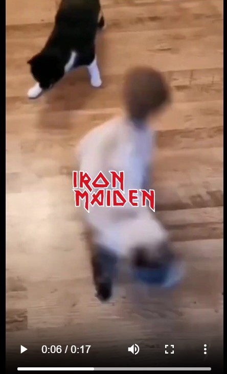 Iron Madien cats.jpg