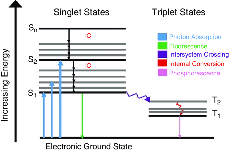 Jablonski diagram showing energy levels for a chlorophyll a molecule excited by light.png