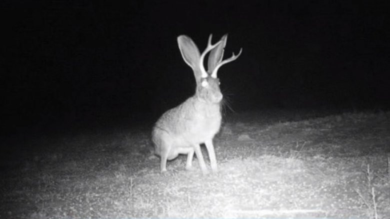 jackalope.jpg