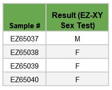 Jillybean sex test - Farmer Freeman.JPG