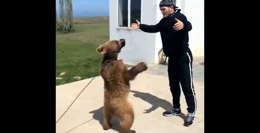 khabib-bear.png