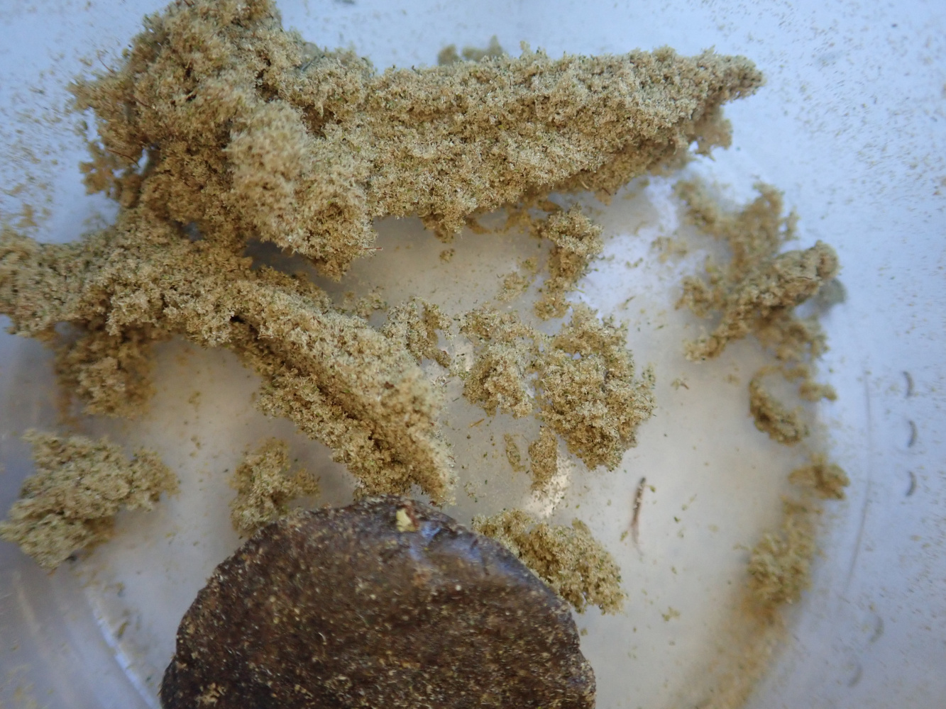 kief.jpg