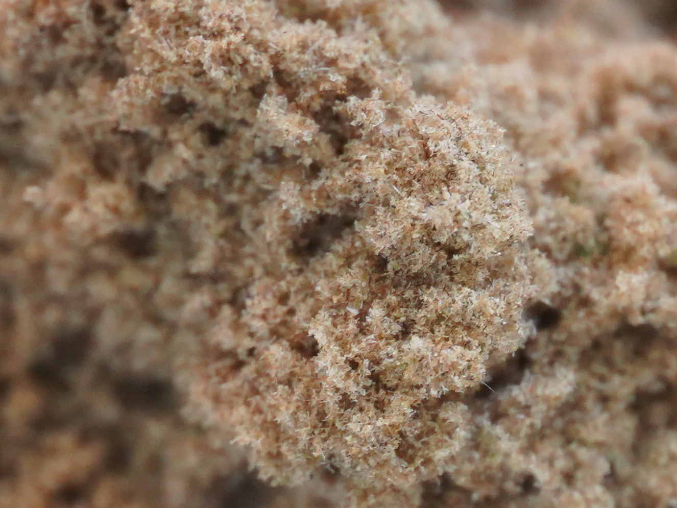 kief3.jpg