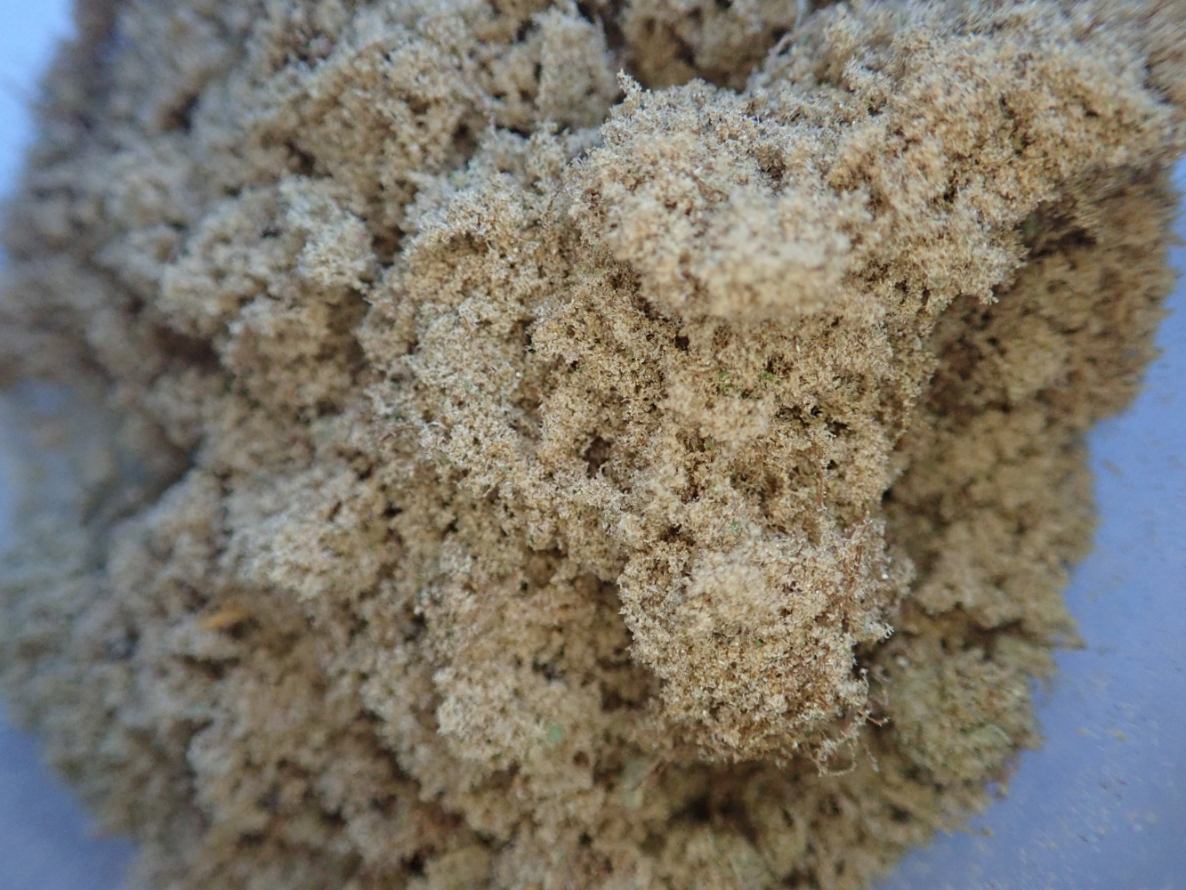 kief4.jpg