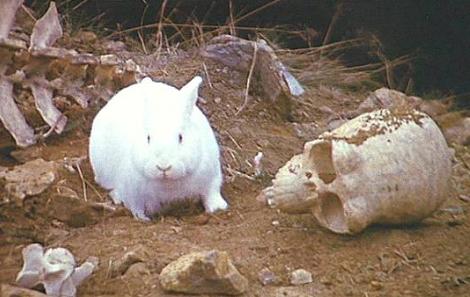 Killer_rabbit.JPG.jpg