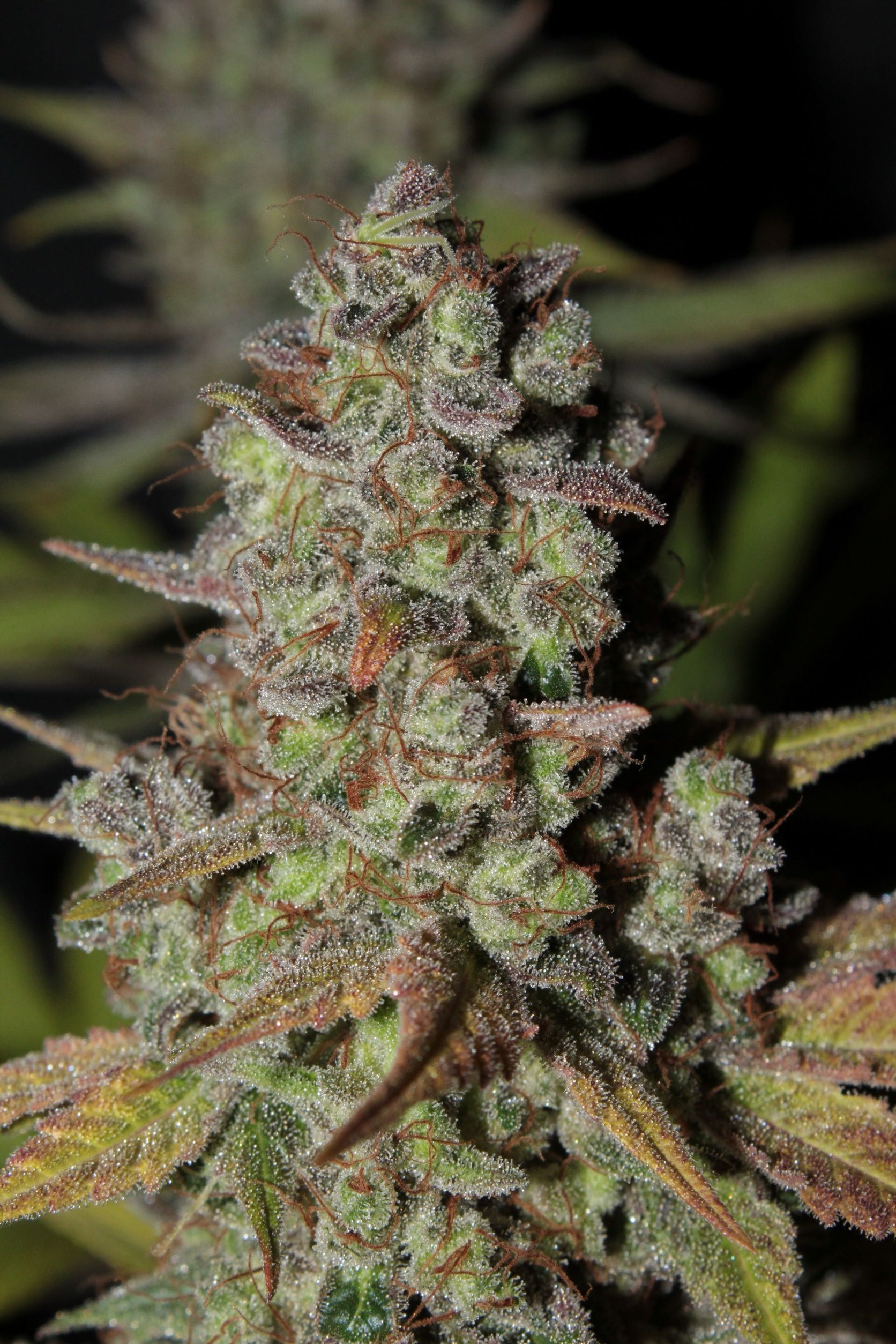 kosher kush 3 75 days top close1.JPG